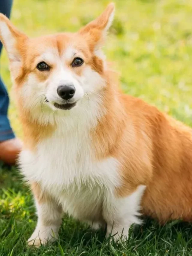 7 Most Cheapest Dog Breeds to Own and Love